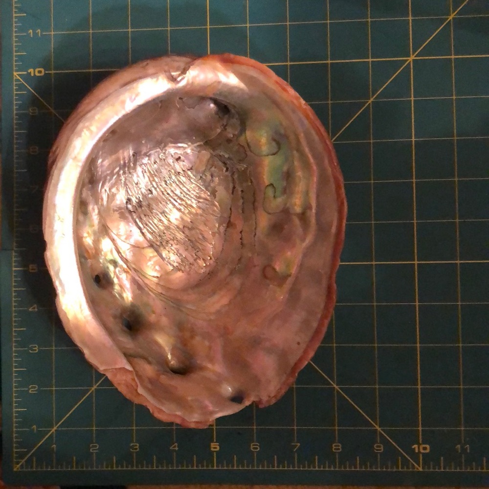 Abalone shell - Picture 5 of 5